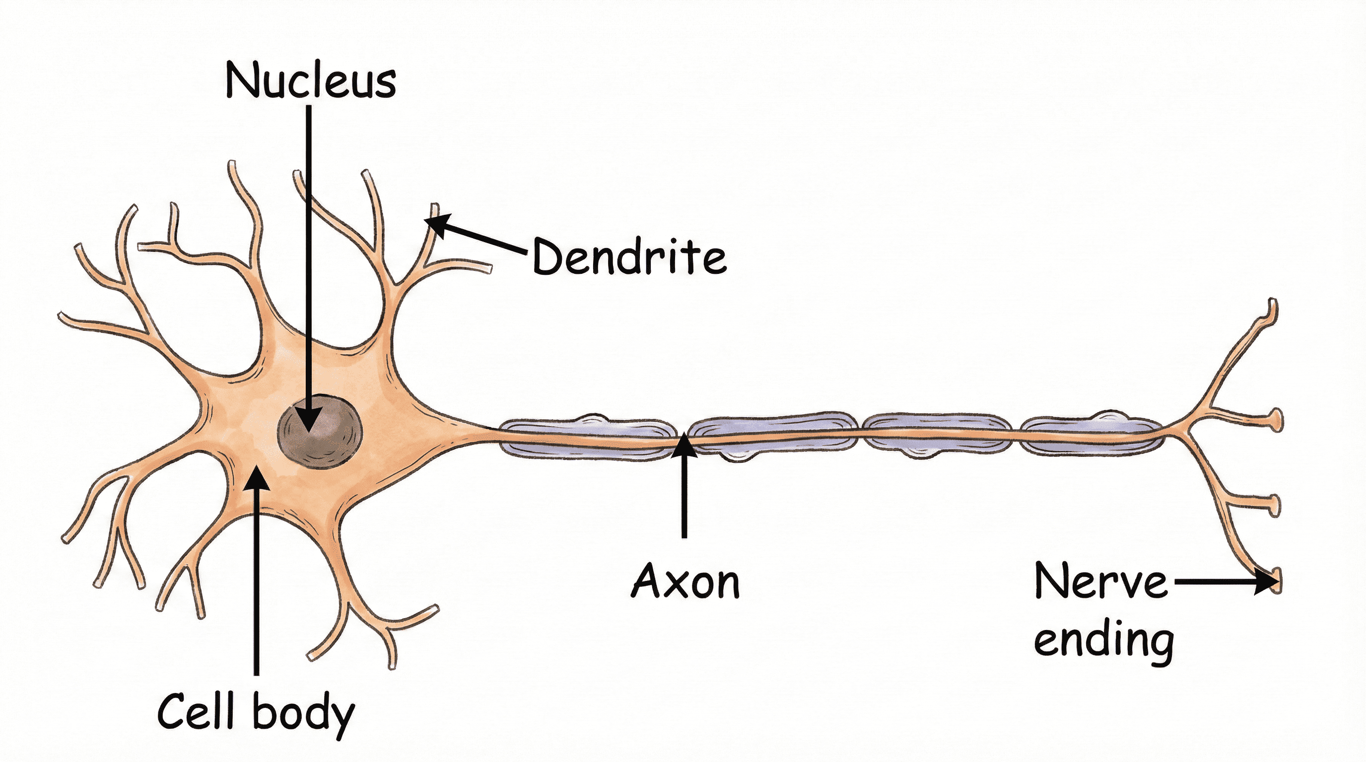 Neuron Structure